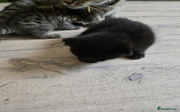 British Shorthair cats for sale: 2 boys cat  - Image 10