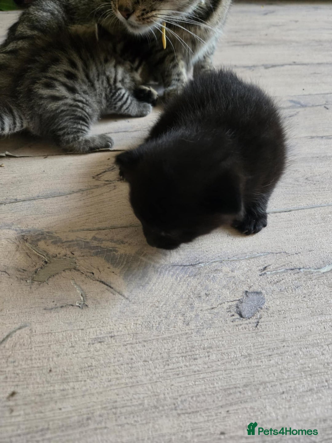 British Shorthair cats for sale: 2 boys cat  - Image 10