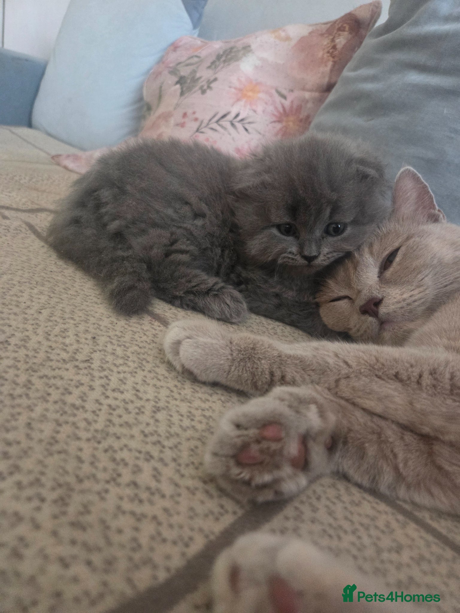 British Longhair cats for sale: Kittens blue boys and girl  in Nottingham - Advert 25