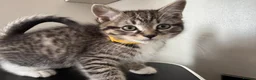 Ragdoll cats for sale: X5 Beautiful Ragdoll X Kittens - Advert 2