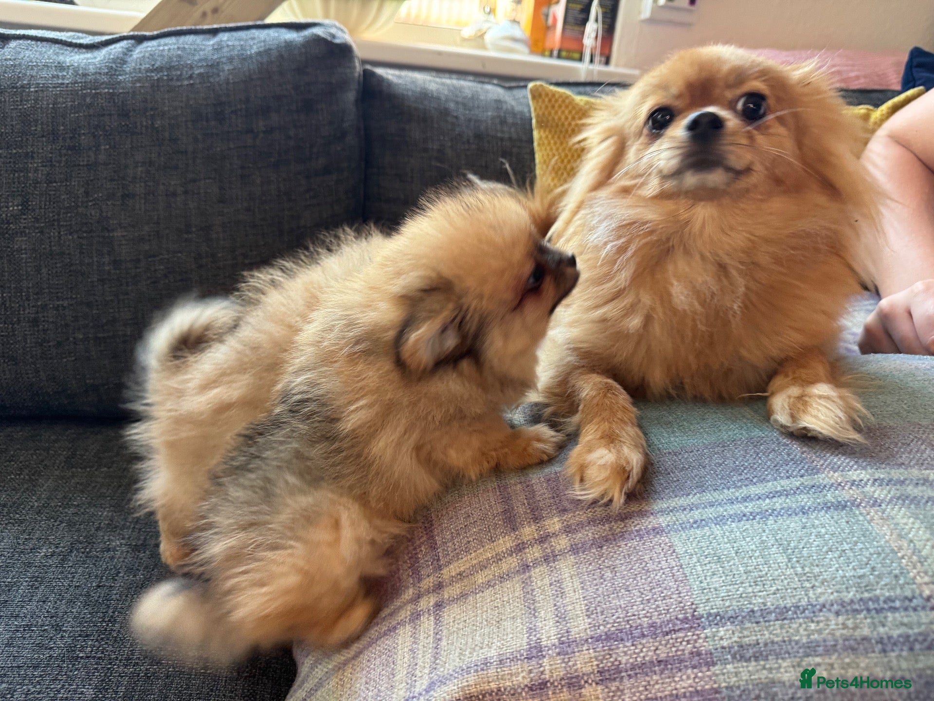 Pomchi dogs 3 beautiful pomchi puppy’s  - Advert 1