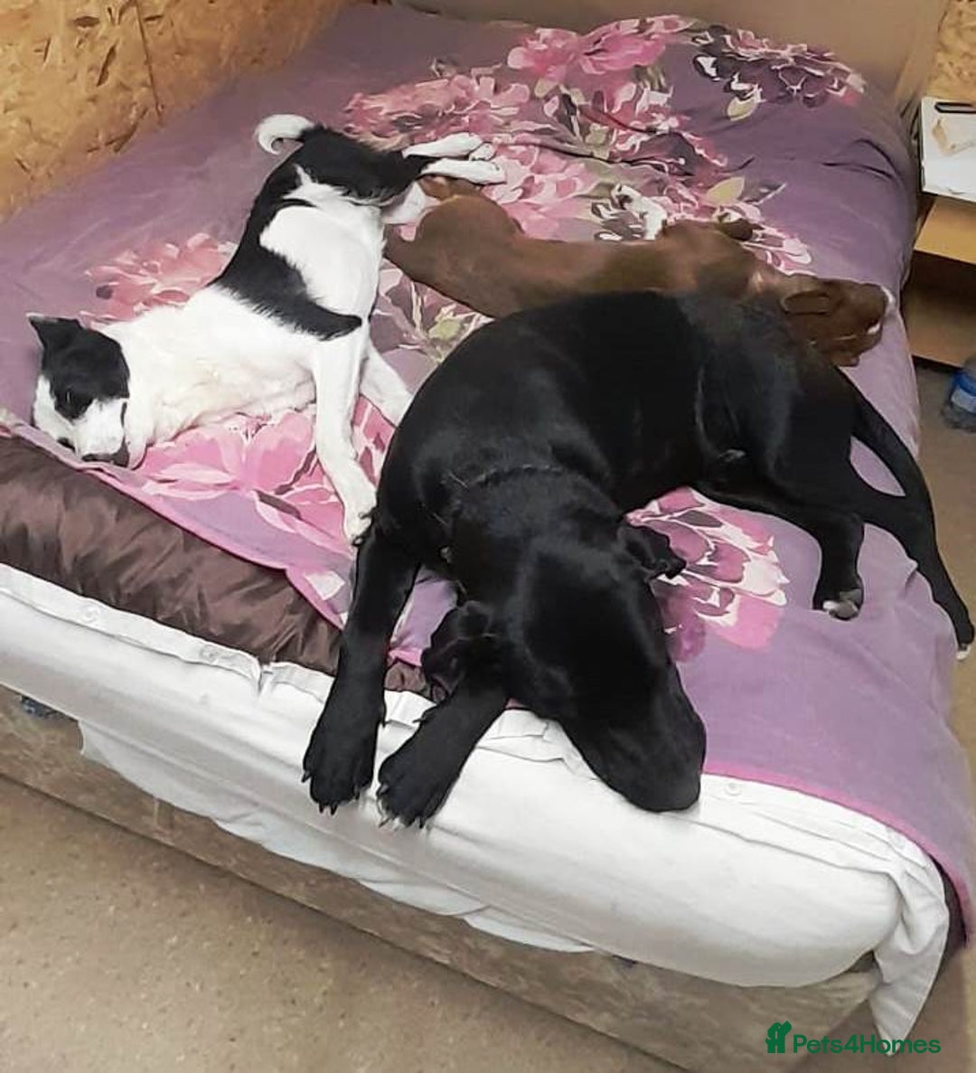 Mixed Breed dogs for adoption: SHEAMUS-a sensitive Soul for the right Human Match - Advert 32