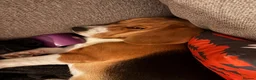 Beagle dogs for sale: Lovely Beagle for sale - Advert 6