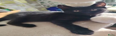Mixed Breed 2