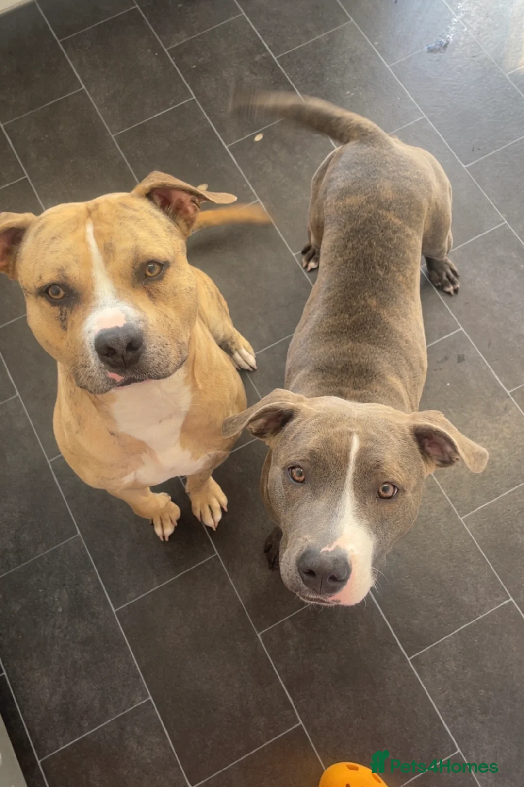 Staffordshire Bull Terrier dogs for sale: *LAST REMAINING GIRL LEFT ** - Advert 2