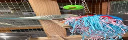 Budgerigars birds for sale: Baby budgies all bred in our aviary  - Advert 10