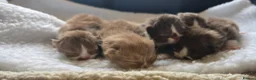 British Shorthair cats for sale: Beautiful British short and longhair kittens 🤎🧸  - Advert 21