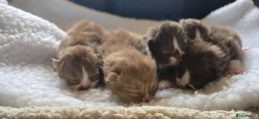 British Shorthair cats for sale: Beautiful British short and longhair kittens 🤎🧸  - Advert 21