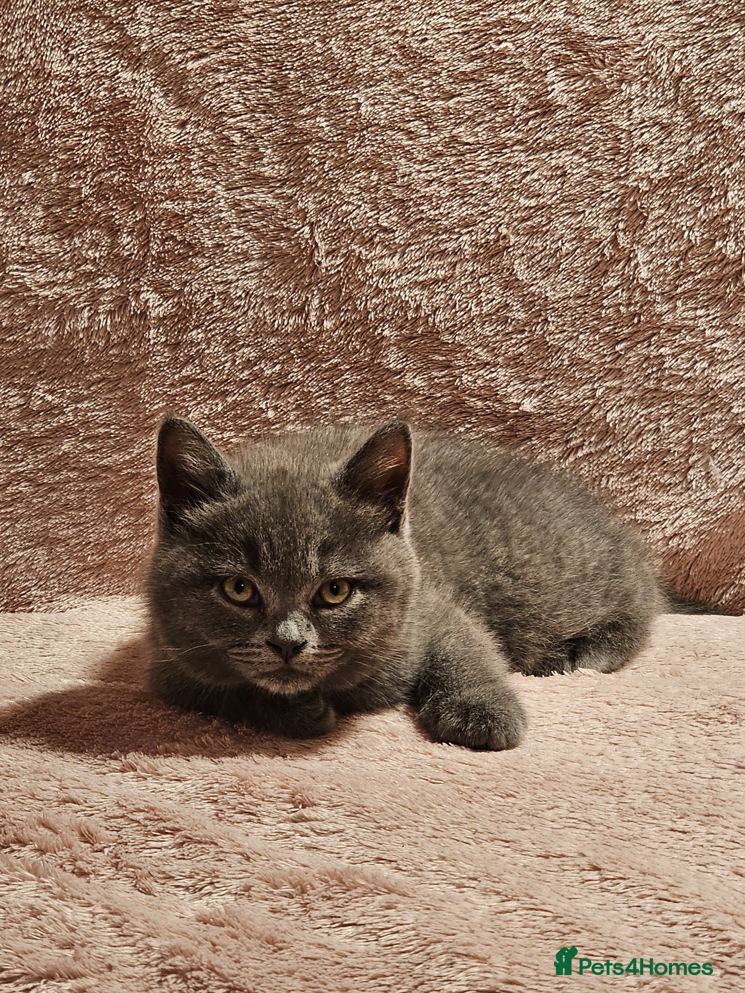 Mixed Breed cats Beautiful British Shorthair Blue Kittens - Advert 8