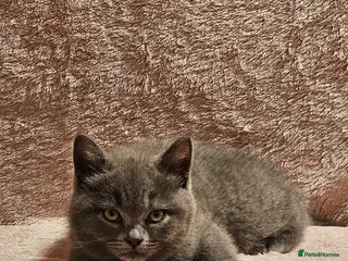 Mixed Breed cats Beautiful British Shorthair Blue Kittens - Advert 8