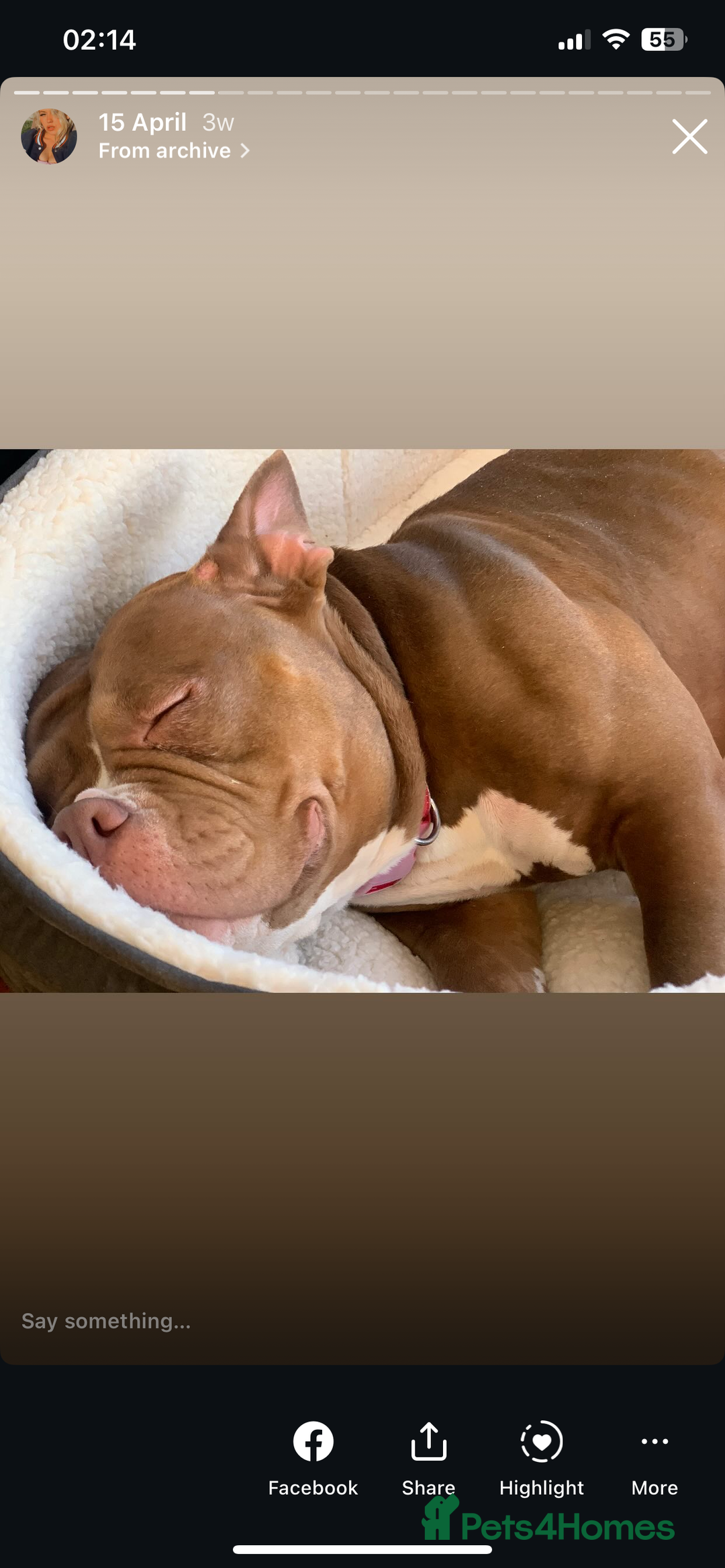 Mixed Breed dogs for sale: Stunning female pocket bully age 3 - Image 18