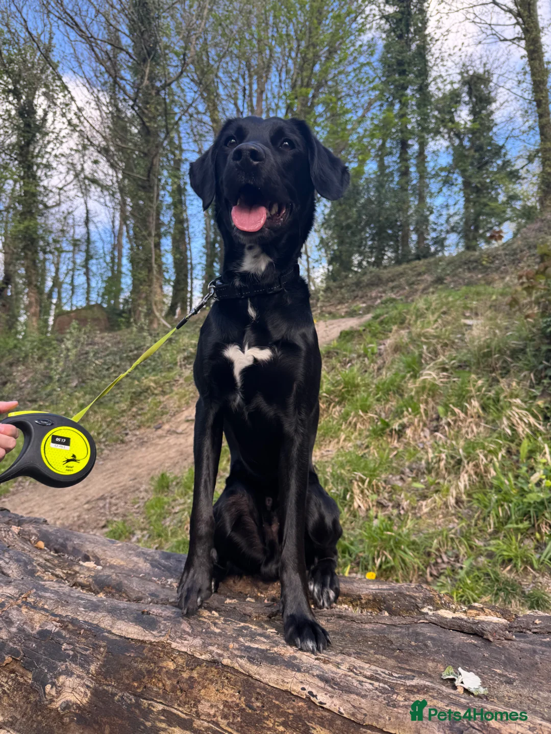 Springador dogs for sale: Bruno in Portsmouth - Advert 2