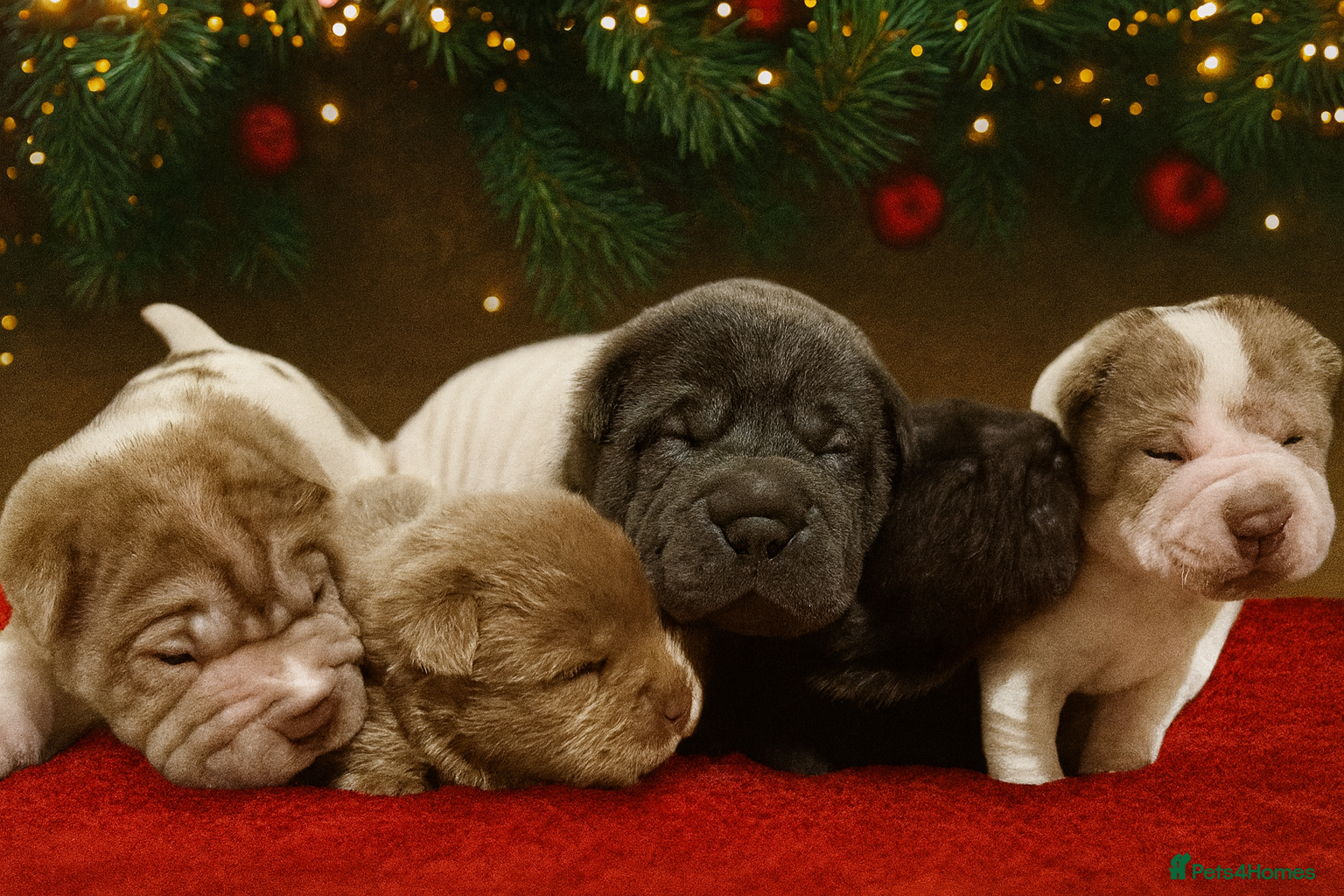 Shar Pei dogs ✨Gorgeous KC registered Sharpei Puppies for sale✨ - Advert 2