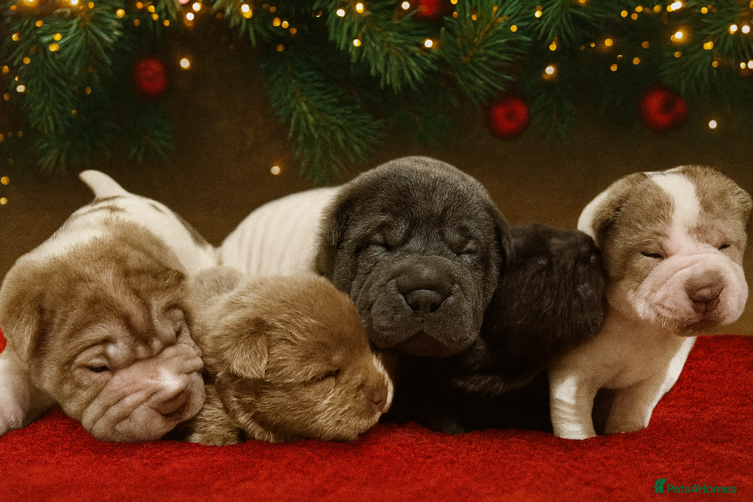 Shar Pei dogs for sale: ✨Gorgeous KC registered Sharpei Puppies for sale✨ - Advert 1