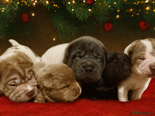 Shar Pei dogs ✨Gorgeous KC registered Sharpei Puppies for sale✨ - Advert 1