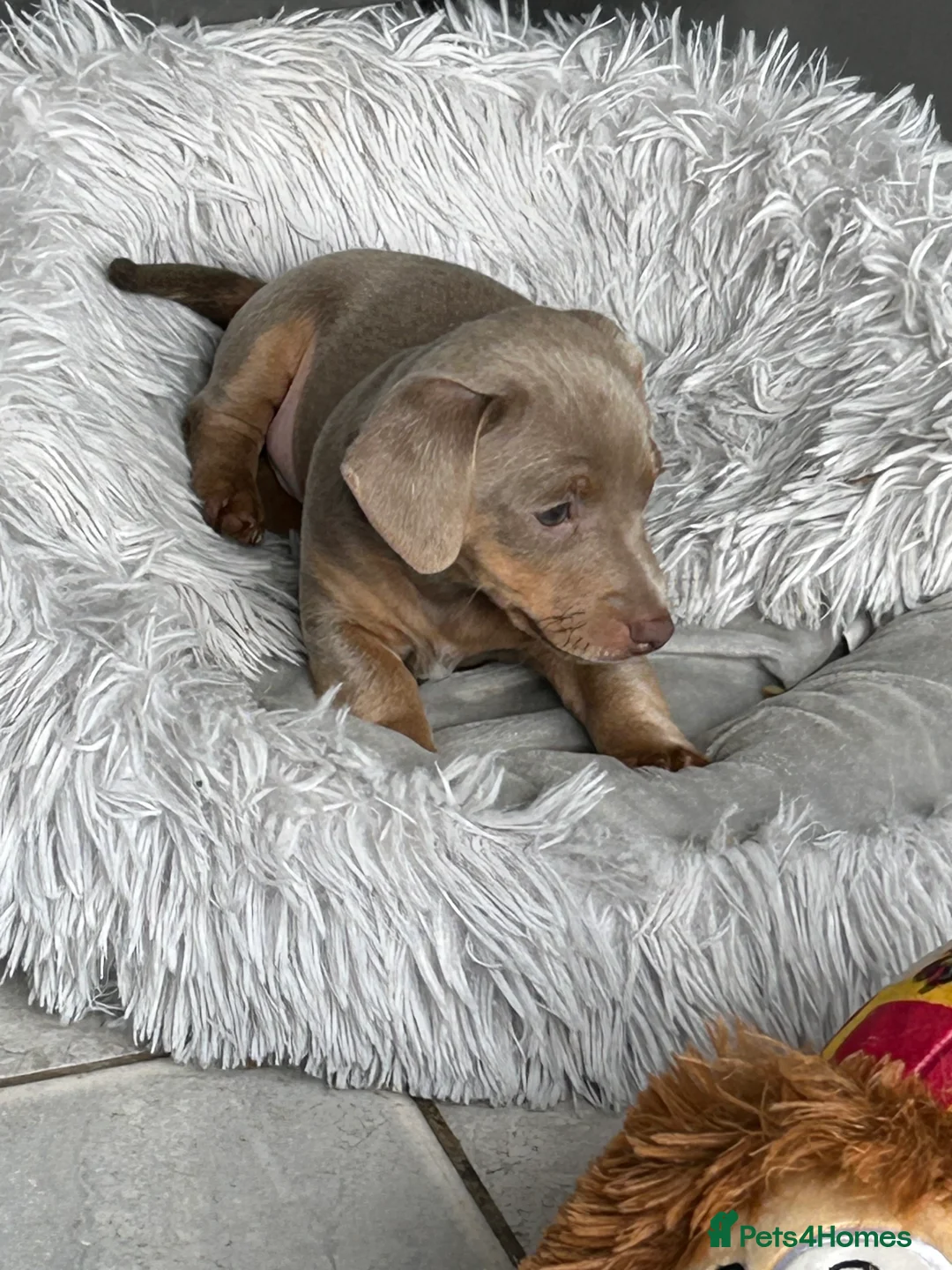 Jack Russell dogs for sale: Stunning miniature jack Russell puppy - Advert 2