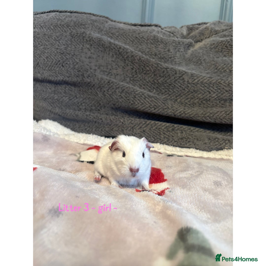Guinea Pig rodents for sale: Beautiful baby guniea pig for sale Girls & Boys - Advert 13