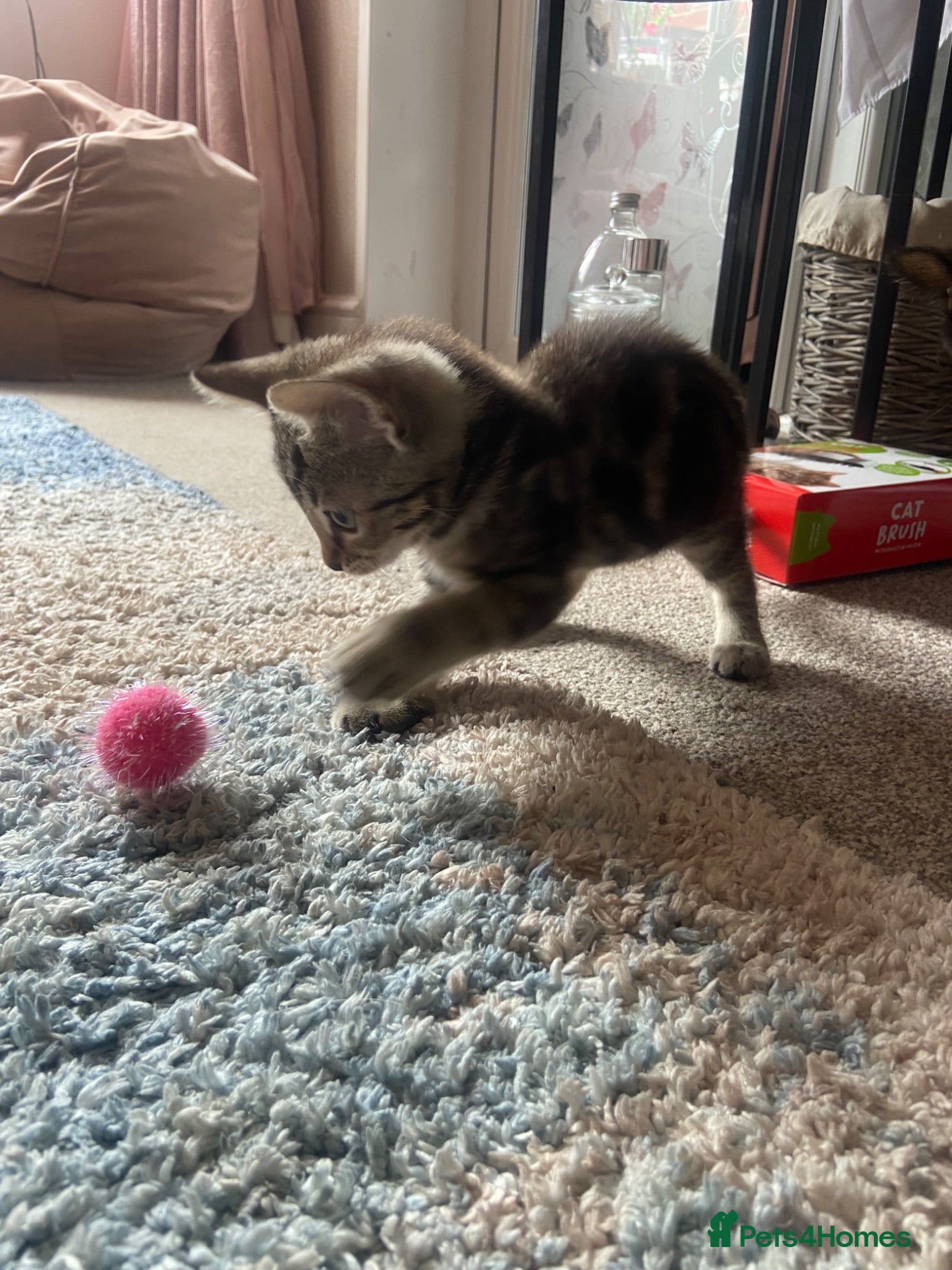 Ragdoll cats beautiful kittens 9 weeks old £50 each or 2 for 80 - Advert 1