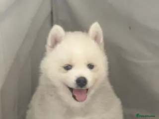 Pomsky dogs F2 Pomsky puppies - Advert 18