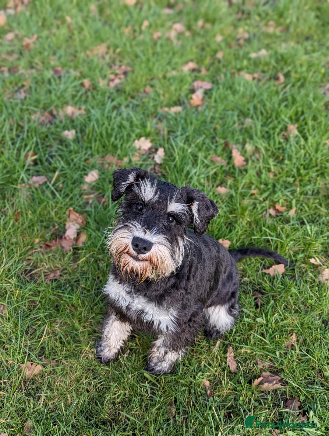 Miniature Schnauzer dogs for stud: Fully health tested, KC reg stud - Advert 9