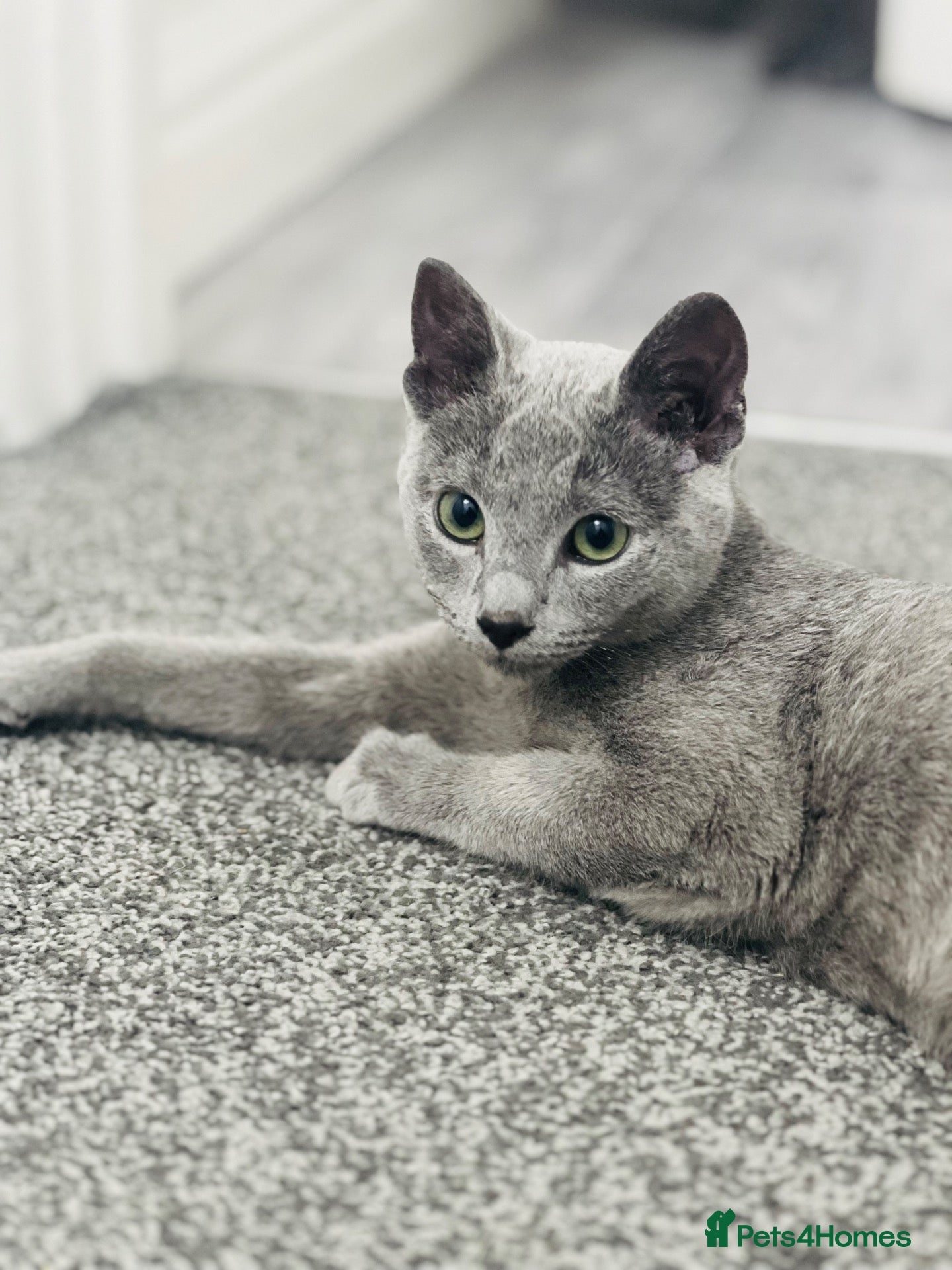 Russian Blue cats 🐾GCCF Russian Blue Male Cat   🐾 - Advert 1