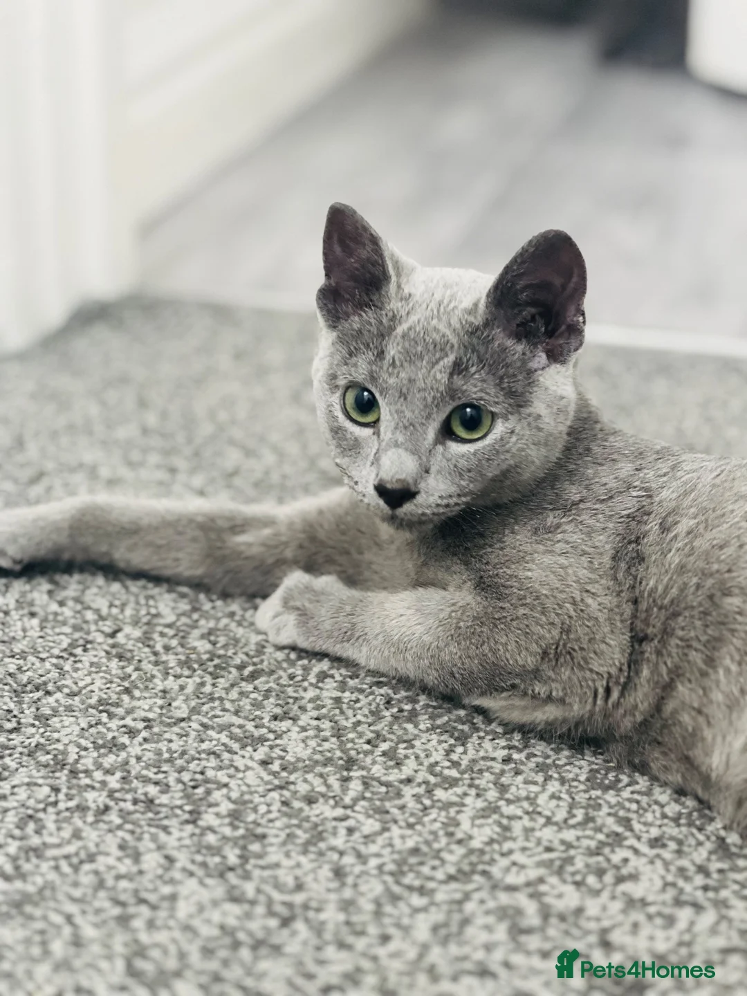 Russian Blue cats for sale: 🐾GCCF Russian Blue Male Cat   🐾 - Advert 1