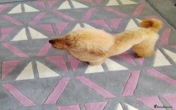 Cavapoo dogs for sale: TOY CAVAPOO DNA TESTED PARENTS AND GRANDPARENTS  - Image 21