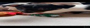Jack Russell 4