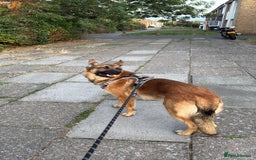 German Shepherd dogs for sale: 1 year old German shepherd  - Image 5