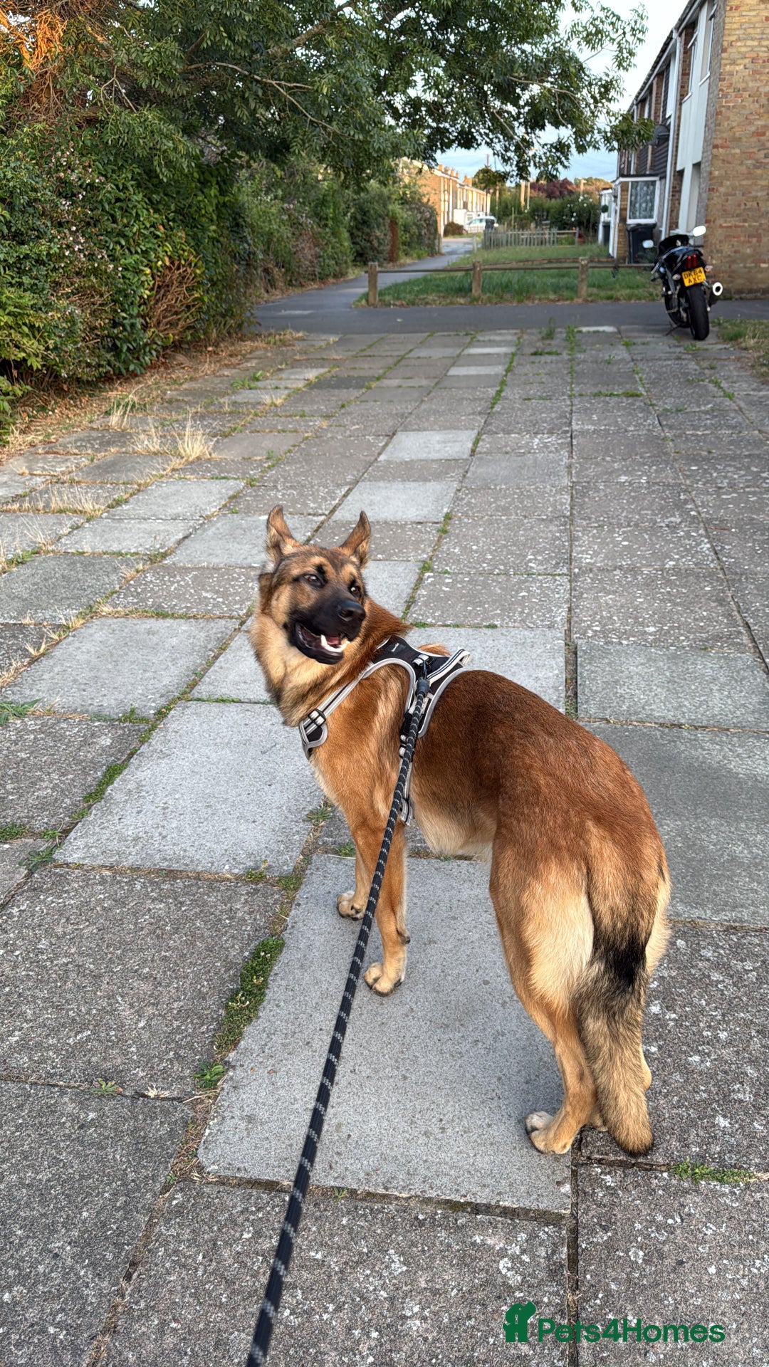 German Shepherd dogs for sale: 1 year old German shepherd  - Image 5