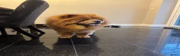 Chow Chow dogs for stud: KC registered Champion Cinnamon Chow Chow stud - Advert 5