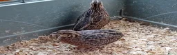 Quail poultry for sale: African Harlequin Hens Seeking a Special Home - Advert 1