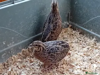 Quail poultry African Harlequin Hens Seeking a Special Home - Advert 1