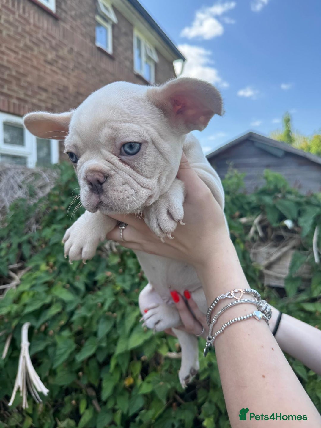 French Bulldog dogs for sale: 🐶 Adorable French Bulldog Puppies - Image 9