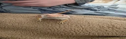 Bearded Dragon reptiles for sale: Beautiful male bearded dragon  - Advert 1