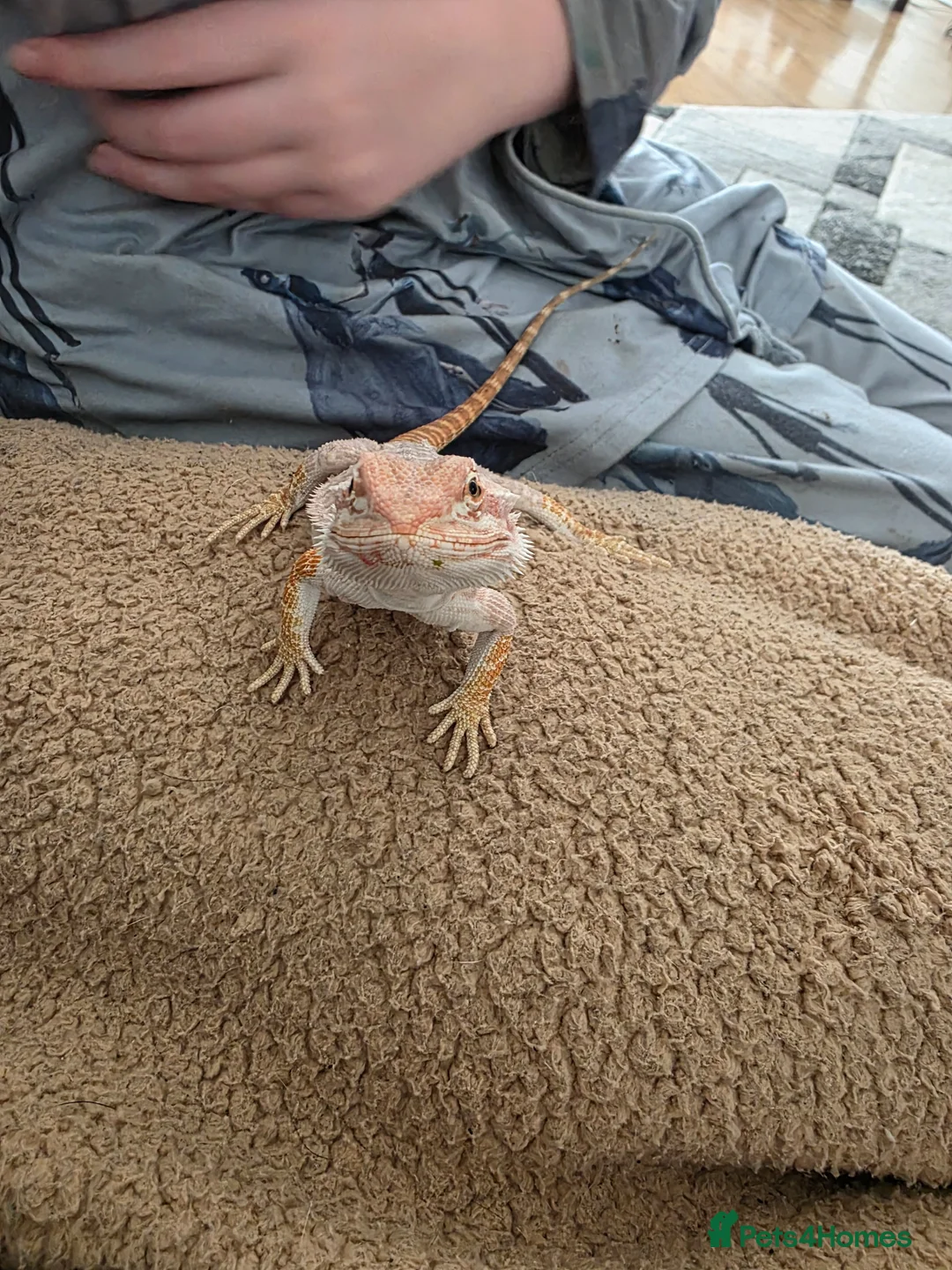 Bearded Dragon reptiles for sale: Beautiful male bearded dragon  - Advert 1