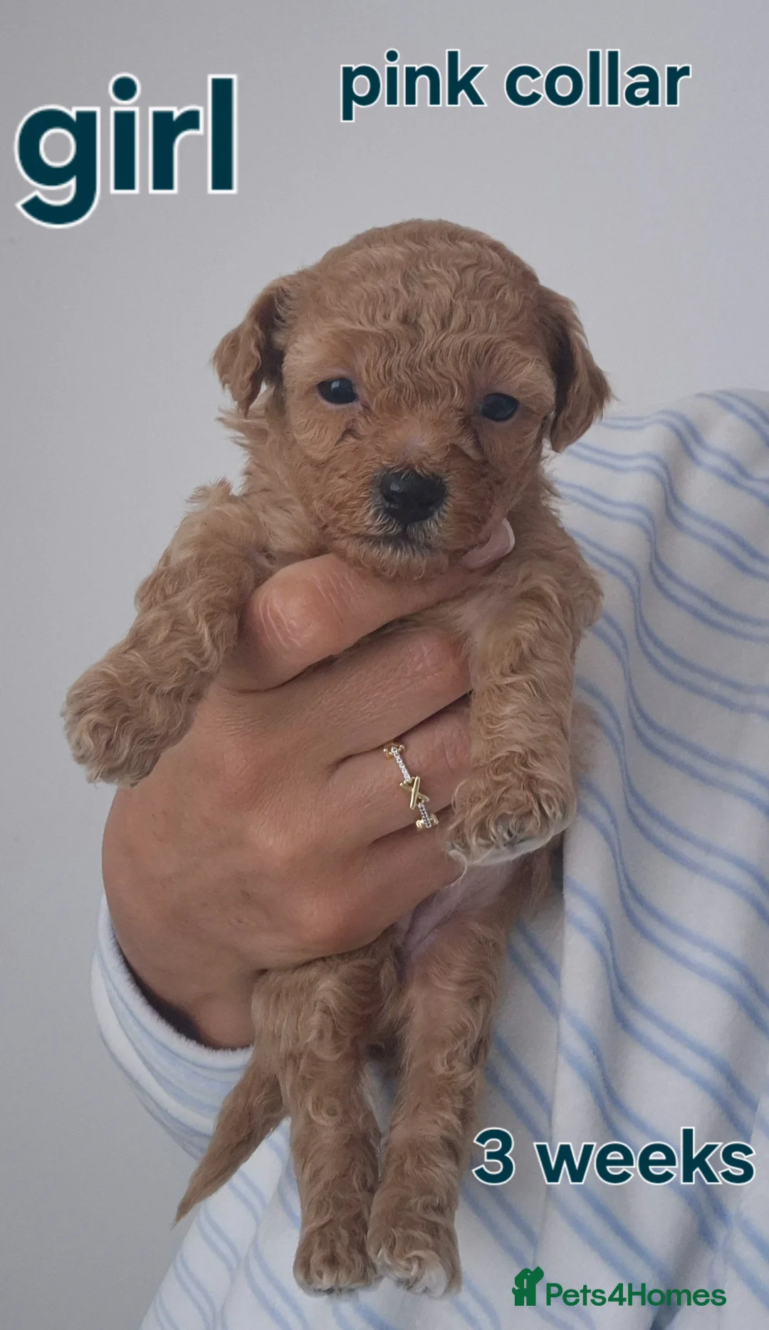 Poochon dogs for sale: Poochon - Advert 21