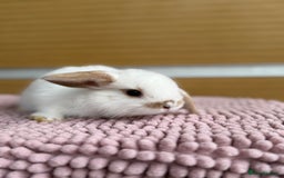 Mini Lop rabbits for sale: 1 male baby mini lop bunnies AVAILABLE   - Image 4