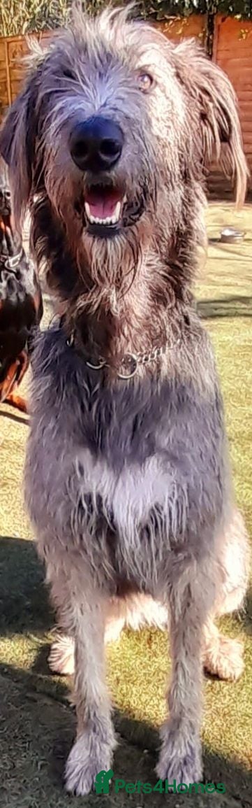 Irish Wolfhound dogs Stunning KC reg Irish Wolfhound litter for sale - Advert 2