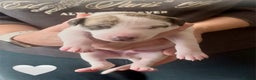 Whippet dogs for sale: AVAILABLE Kc reg healthy, sweet, gentle whippets - Advert 30