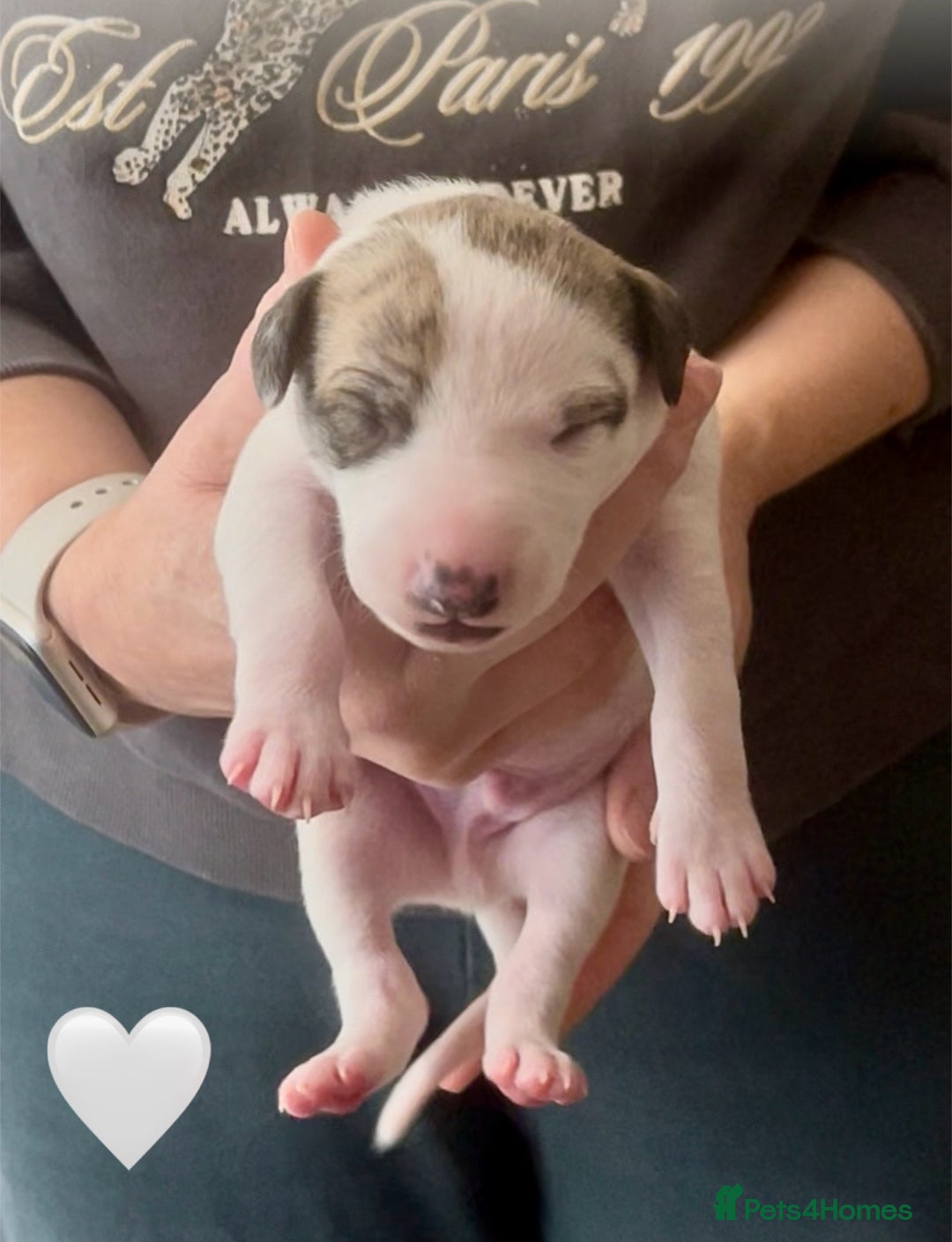 Whippet dogs for sale: AVAILABLE Kc reg healthy, sweet, gentle whippets - Advert 30