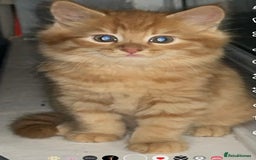 British Longhair cats for sale: Stunning fluffy ginger boy  - Image 6
