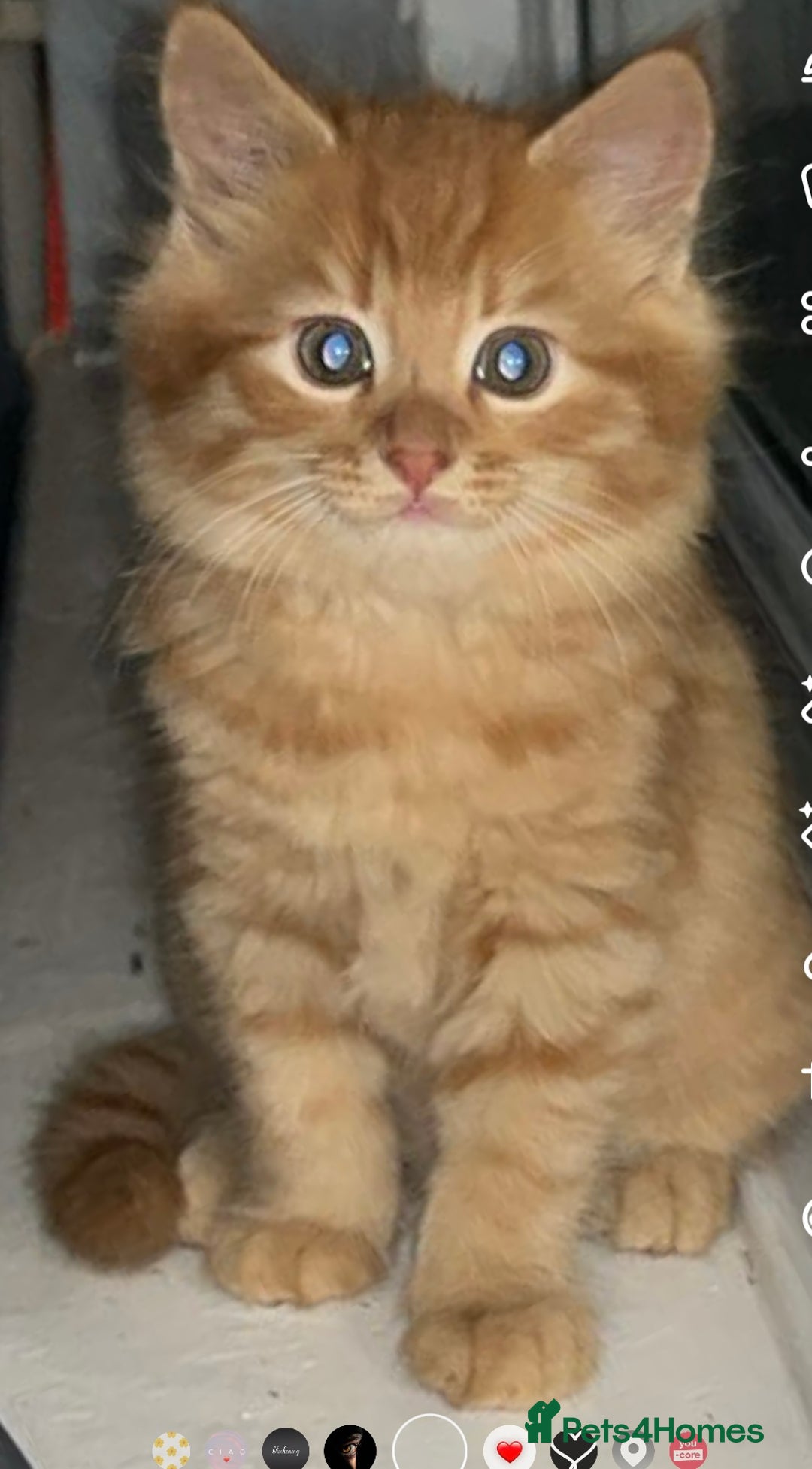 British Longhair cats for sale: Stunning fluffy ginger boy  - Image 6