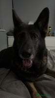 Mixed Breed dogs alaskan blue german shepard for rehoming (£100) - Advert 2