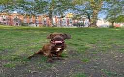 Mixed Breed dogs for sale: Rex for Sale - Image 4