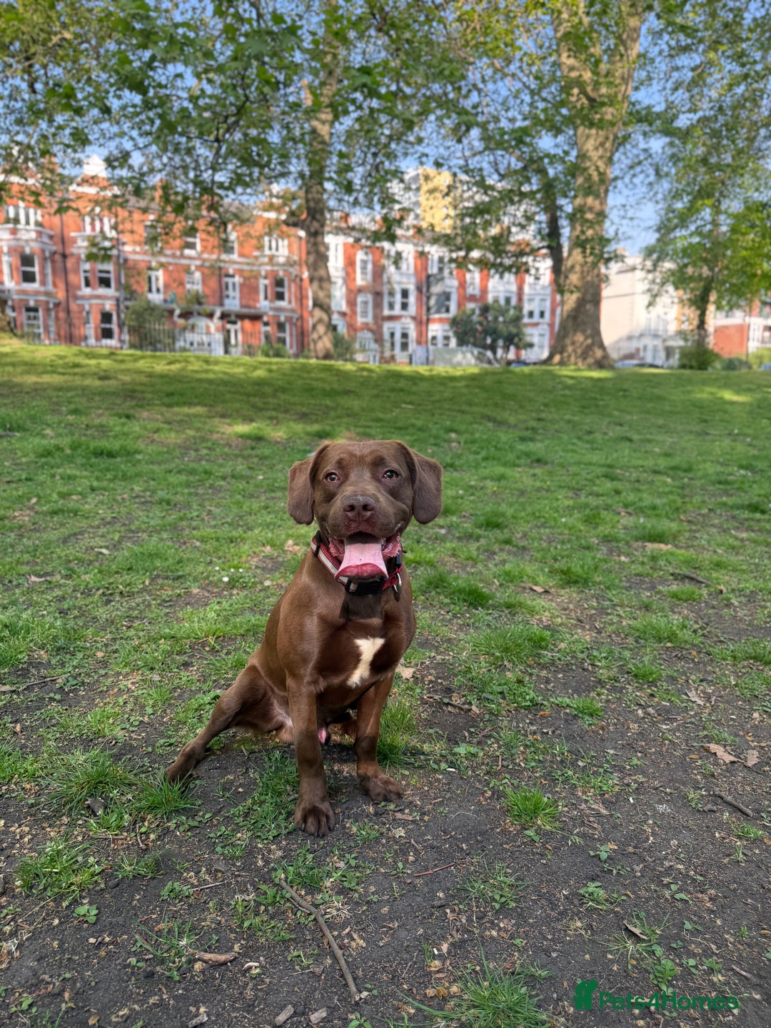 Mixed Breed dogs for sale: Rex for Sale - Image 4