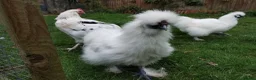 Chickens poultry for sale: Silkie and Black Copper Marans chicks and hens - Advert 5