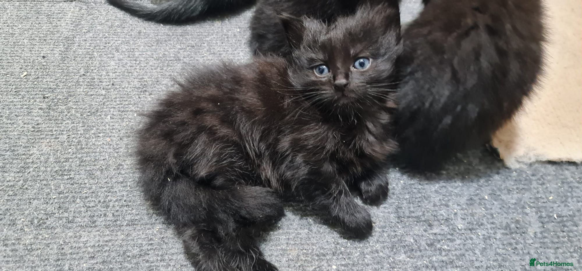 British Shorthair cats A beautiful litter of 4 kittens - Advert 5
