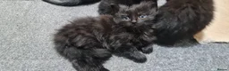 British Shorthair cats for sale: A beautiful litter of 4 kittens - Advert 1