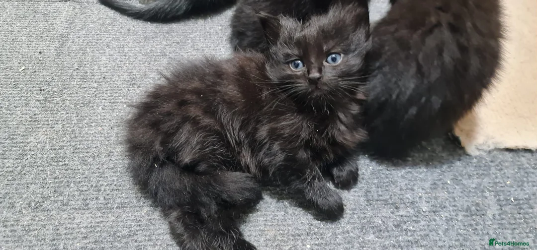 British Shorthair cats for sale: A beautiful litter of 4 kittens - Advert 1